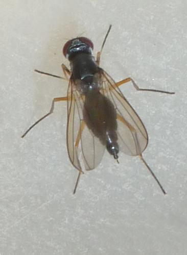 Réf. 186 766 : Tanypeza longimana